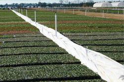 heavyweight-for-containerized-ornamentals