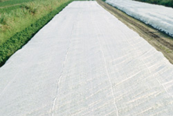 Lightweight-frost-protection-acre-size -rolls